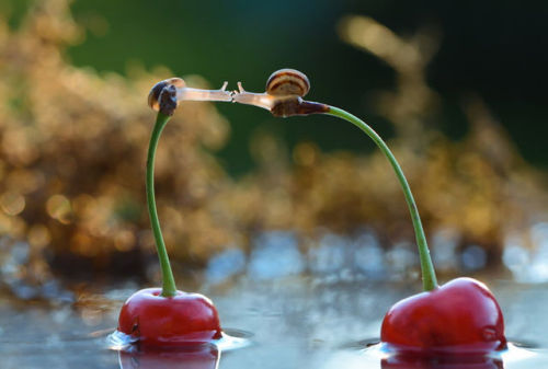 sweet-bitsy: Snails Kiss On Cherries [photo by Vyacheslav Mishchenk] THIS IS EVERYTHING I WANT MY LIFE TO BE 