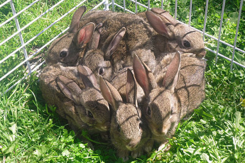 Group Of Rabbits Called 76
