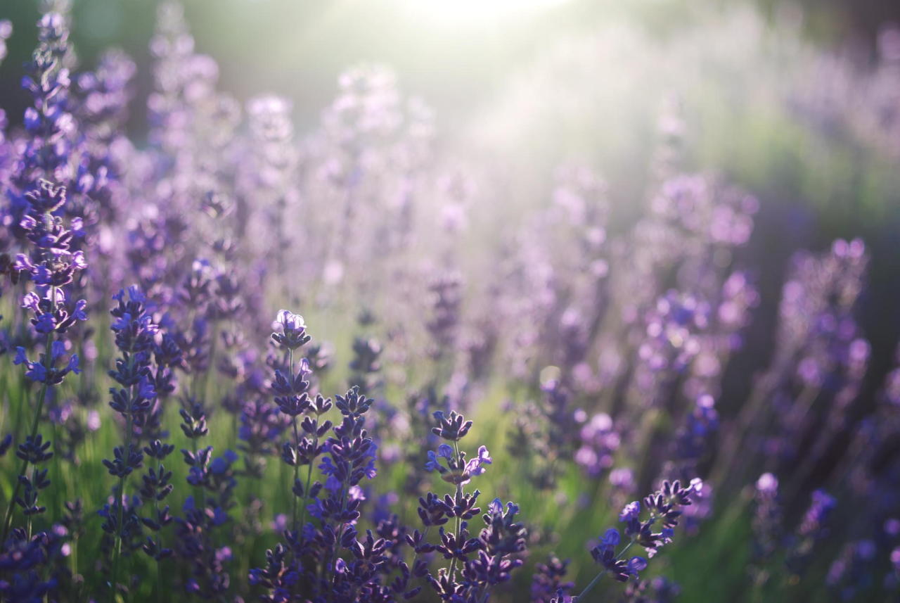 isawatree: Lavender by Balázs András