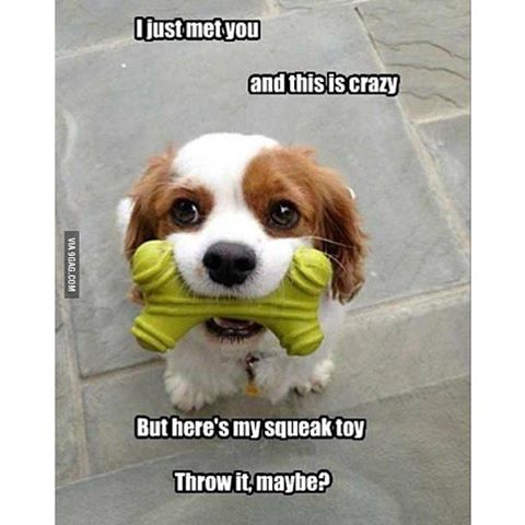 Cute baby animals with funny captions