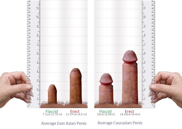 Asian average penis size