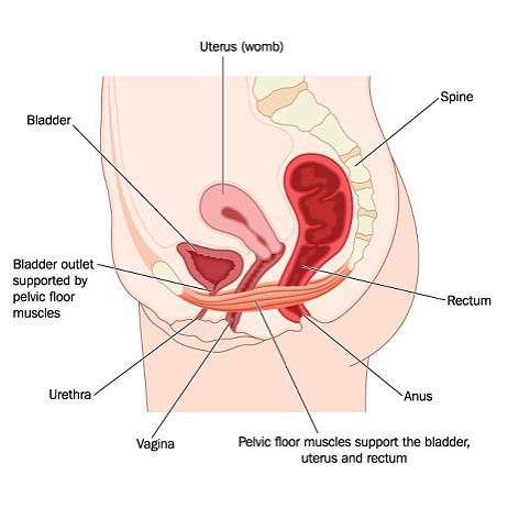 Male pelvic physical therapy