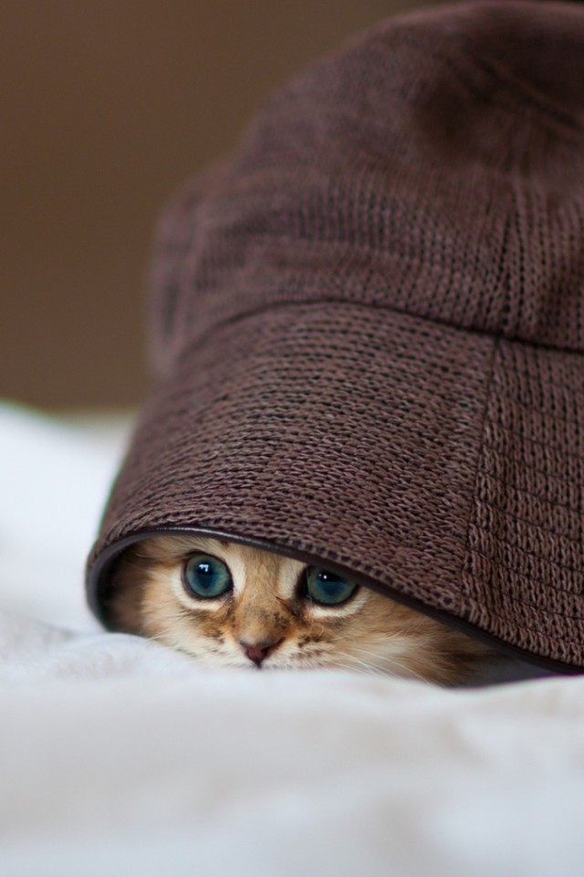 invitinghome: Hello there | cute cat in a hat 