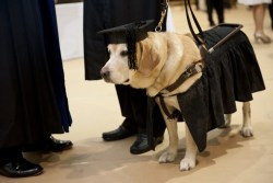 Dog graduation cap and gown