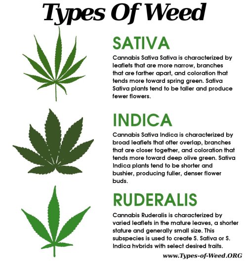 Different weed strains