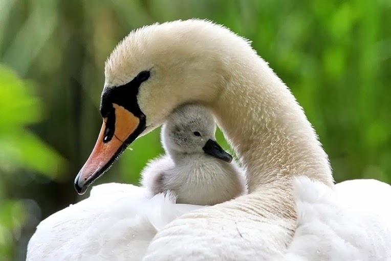 Mother swan and babies