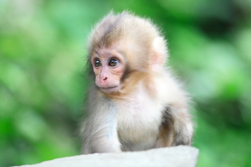 Cute baby monkeys