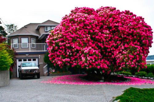 carrieleeannjohnson: shesavulgarwoman: Behold, a 120+ year old rhododendron They rarely grow into anything larger than a shrub, yet alone a tree! Why does this not have more notes?? You could you even imagine if more trees were like this? Dr. Seuss trees. 