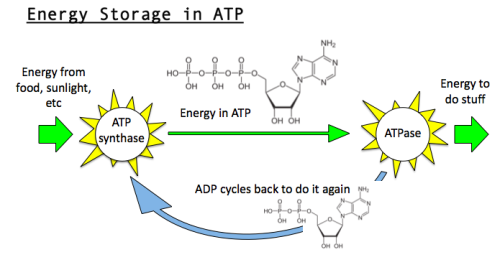 how is energy released from atp