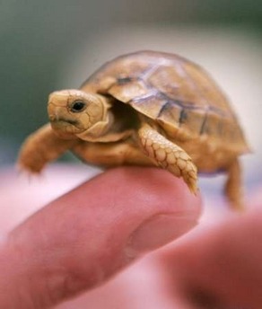 Two headed turtle