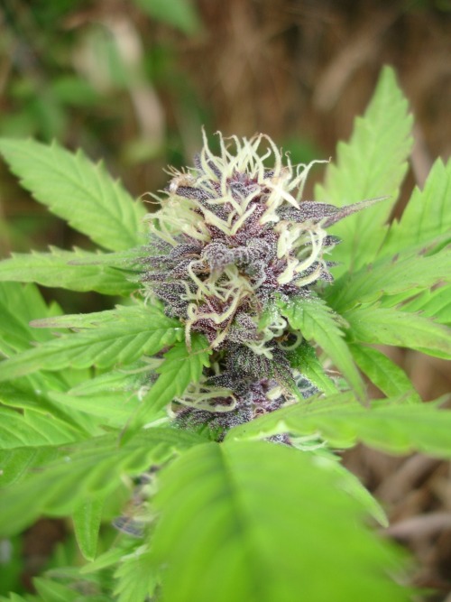 Male marijuana plant female flowers