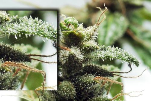 Male female cannabis plant pre flower matures porn