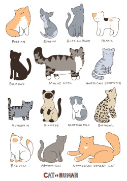 Kind of different types of cats