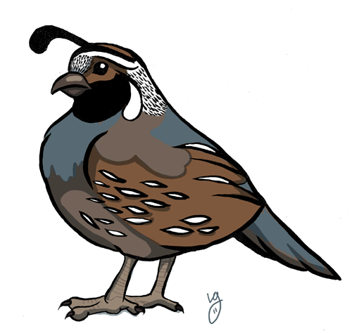 clipart of quail - photo #8
