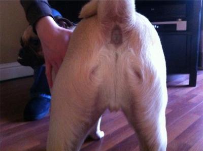 Jesus dogs ass looks like