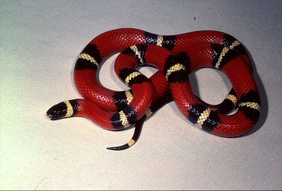 Red and black snake with yellow stripes