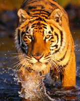 Cool 3d desktop wallpaper tiger