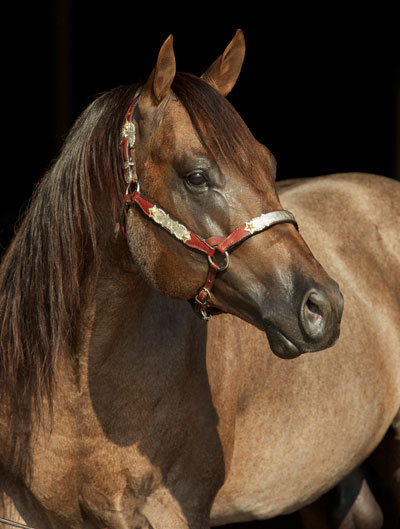 Blue roan quarter horse stallion