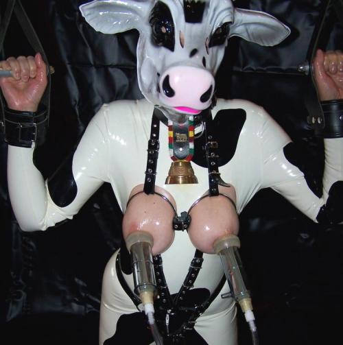 Sex slave cow milking