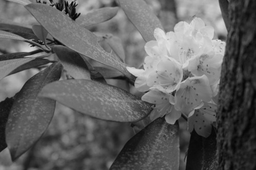 black and white flowers on Tumblr
